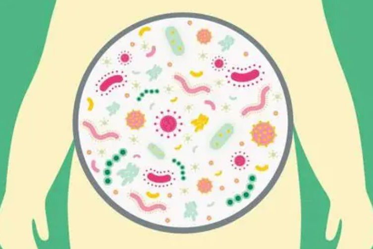Enhanced Gut Microbiota Therapy