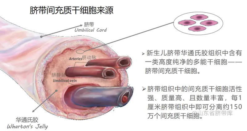 Stars in stem cells! Clinical research and application of umbilical cord mesenchymal stem cells
